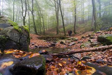 Autunno nel bosco in Croazia, foto di On The Go Tour - Flickr.com