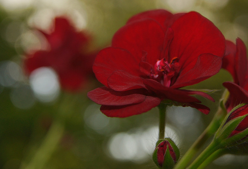 Fiore (Foto Jonathan Gill, Flickr)