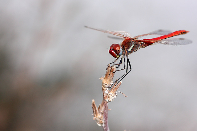 Libellula (flickr/notoriousxl)