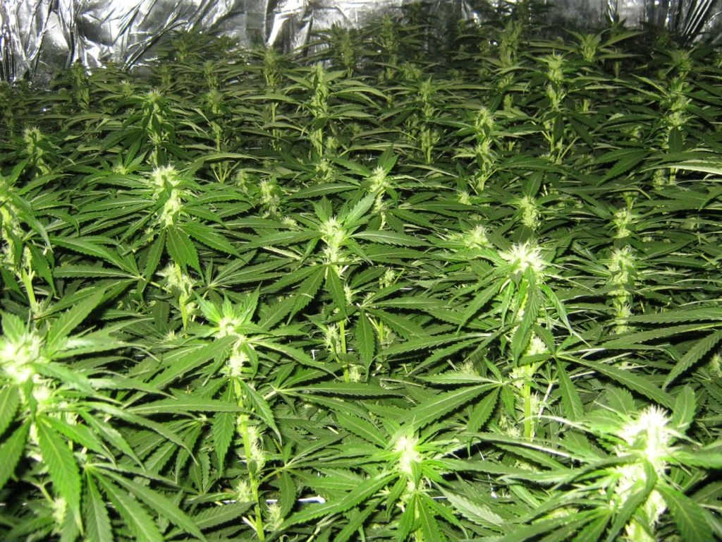 Marijuana plants (photo albanianews)