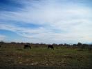 Mucche al pascolo negli ultimi chilometri di pianura prima della montagna