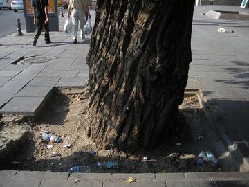 Trees in Ankara, foto di one2c900d - Flickr.jpg