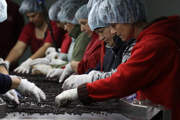 Lavorazione di piccoli frutti, Cooperativa Zajedno - foto di © Mario Boccia