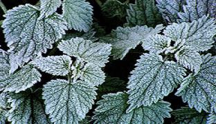 Frosted nettles