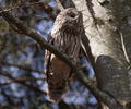 Ural owl