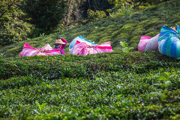 Tea harvesting in Turkey