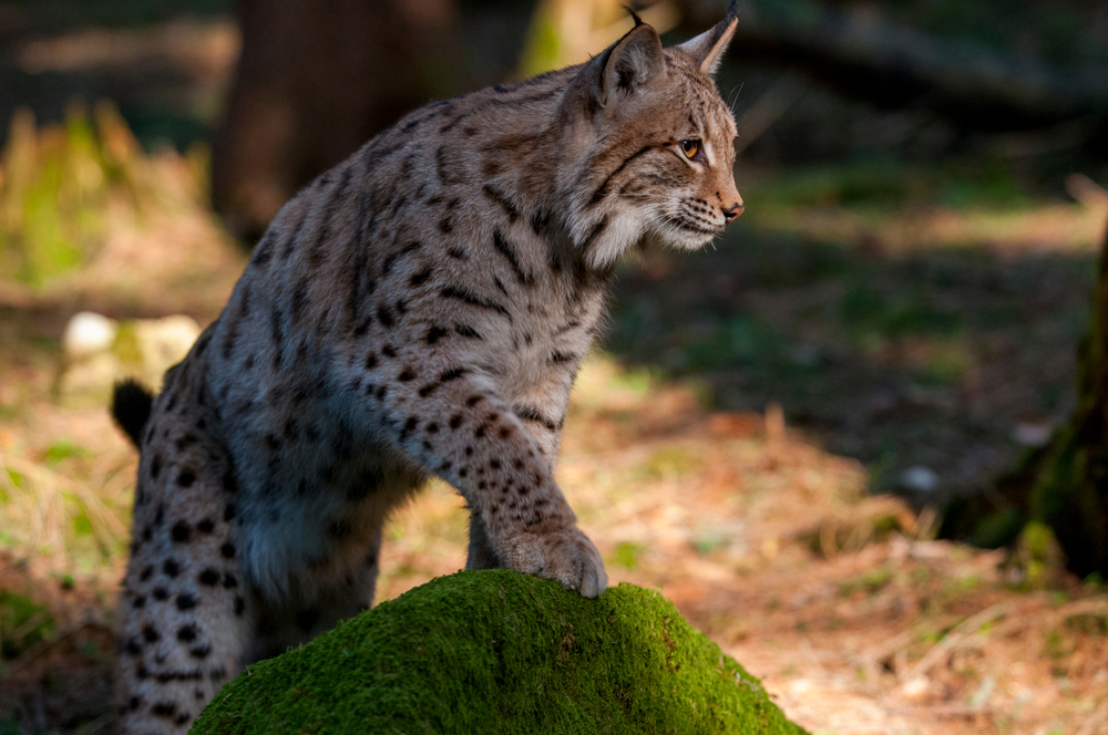 Lynx specimen in the Slovakian forest © Tomas Hulik ARTpoint/Shutterstock