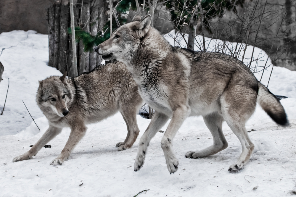 Coppia di lupi © Mikhail Semenov/Shutterstock