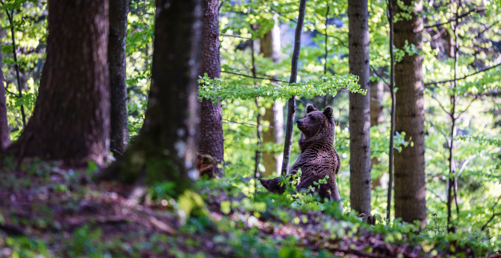 Un orso in Slovenia - © ruek66/Shutterstock