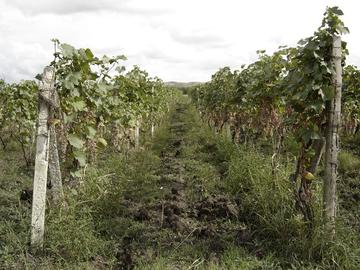 Visita il dossier "Vino e viticoltura in Georgia"