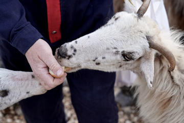 Franjo Toic e le sue pecore - foto Davide Sighele