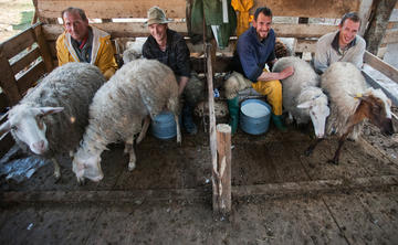 Milking at Lazaropole, Western Macedonia