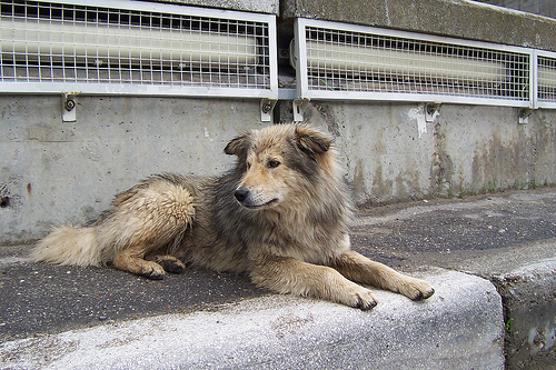 Cane randagio-Romania