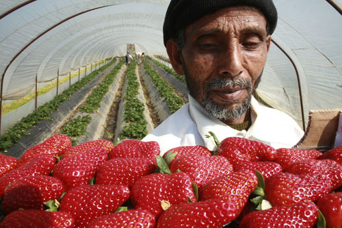 Un immigrato al lavoro tra le serre di fragole, nella provincia greca di Ilia, da cui proviene il 90% della produzione nazionale. I raccoglitori stranieri, molti dei quali oggi costretti dalla crisi economica al rientro in patria, percepiscono stipendi inferiori alla media, per metà spesso versati ai loro reclutatori