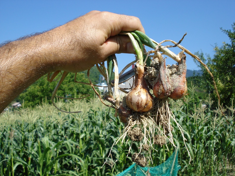 Organic onions