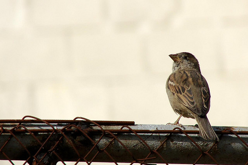 Bird Bird
