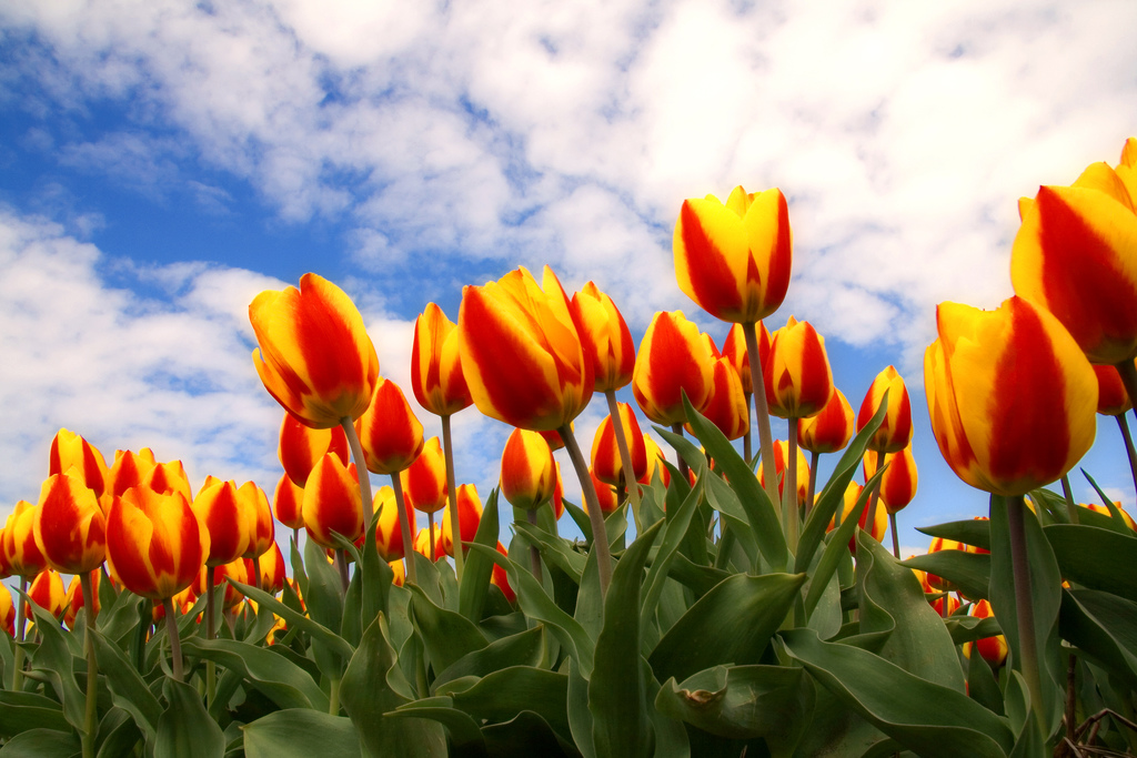 Tulips Tulips