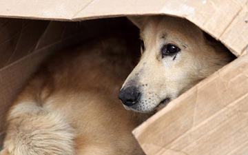 Cane randagio, dal web.jpg Cane randagio, dal web.jpg