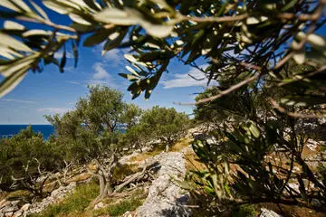Unije, Croazia - Foto Ivo Danchev