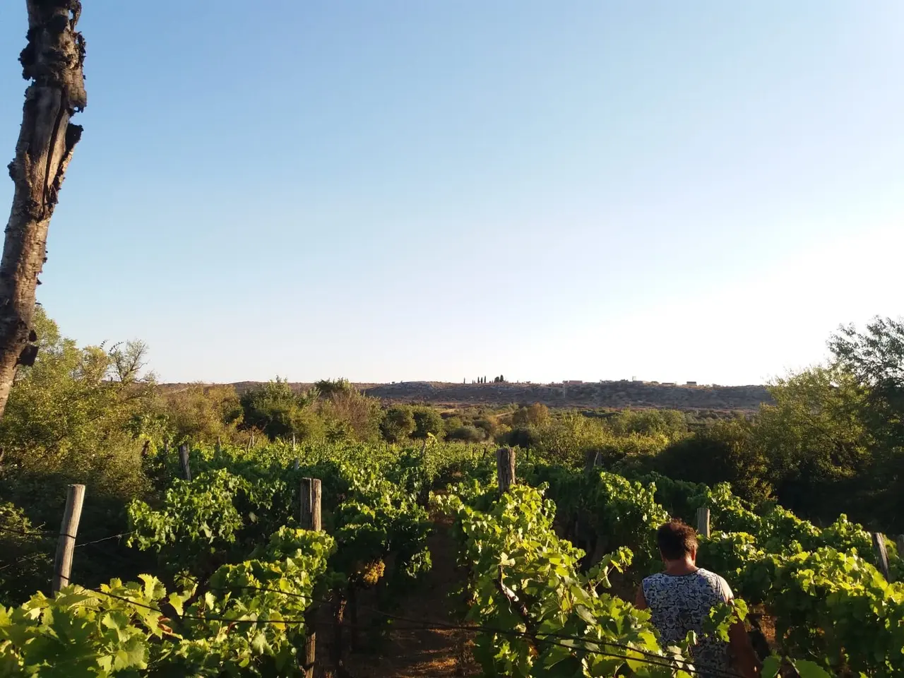 Kožul family vineyards in Benkovac (photo N. Kožul) Kožul family vineyards in Benkovac (photo N. Kožul)