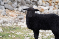 Agnello a Lubenizze - foto di Davide Sighele