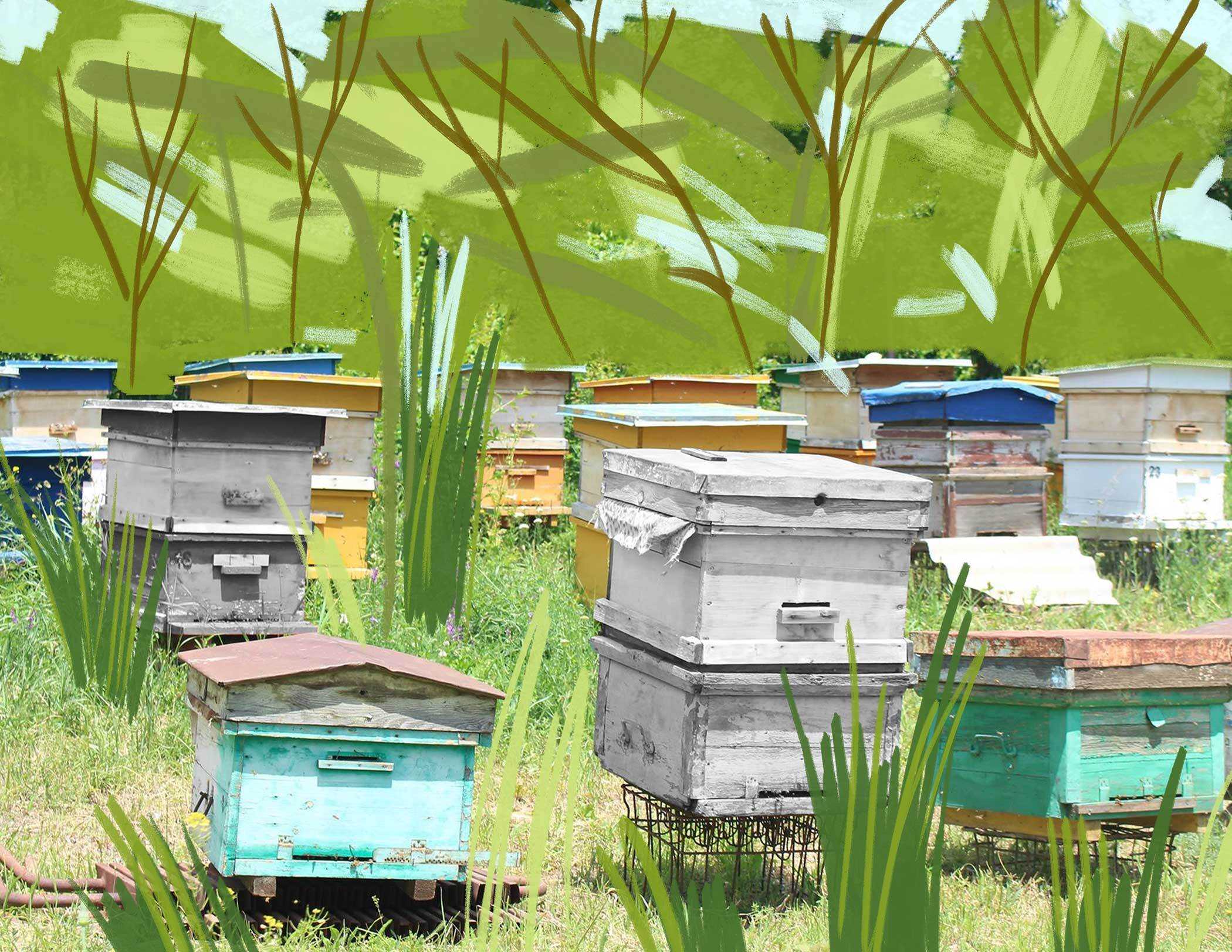 Alveari, illustrazione di Mananiko Kobakhidze/Chai Khana