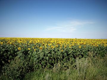 Campo di girasoli in Ucraina - foto di Paolo Bergamaschi
