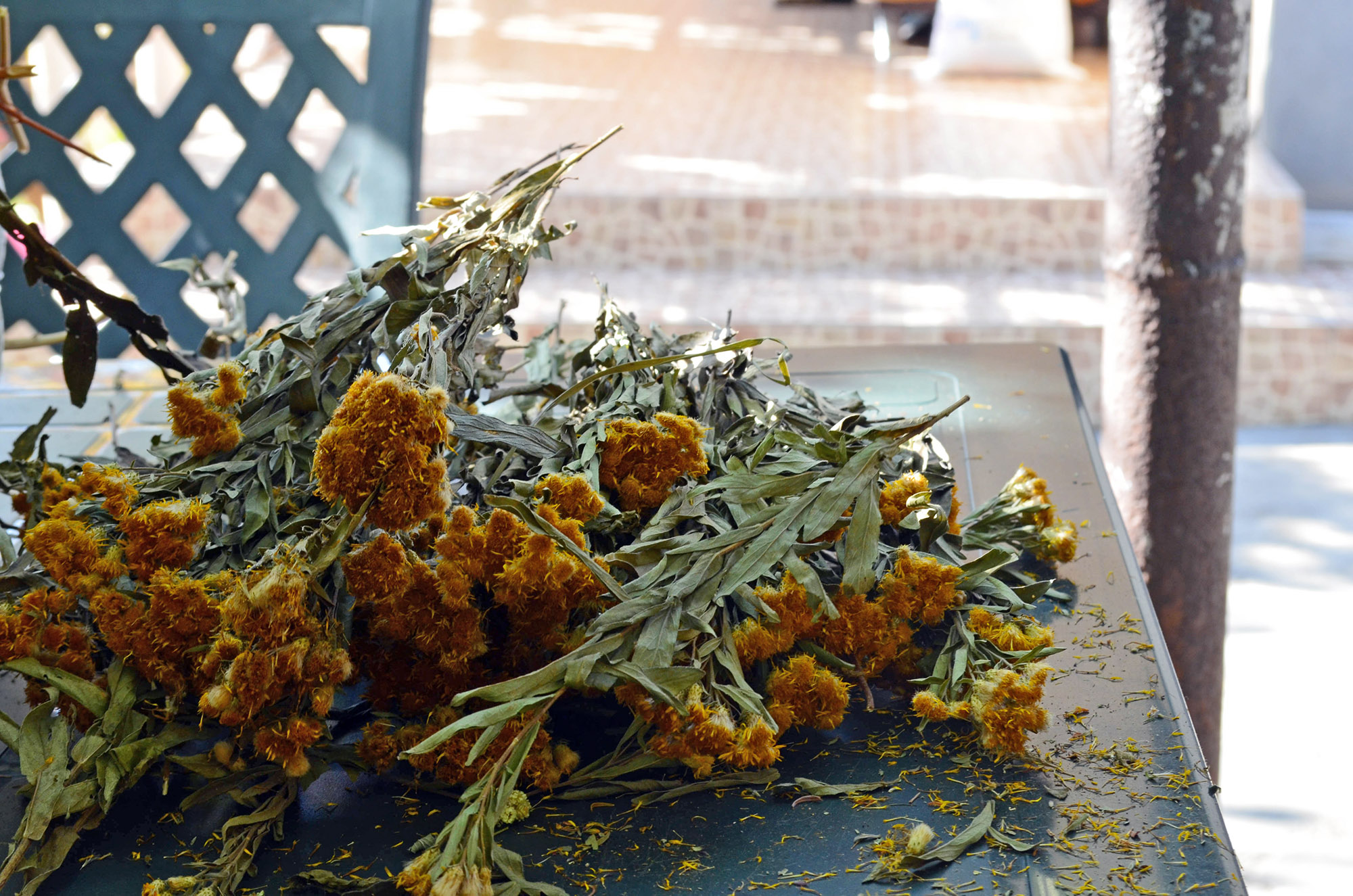 Erbe e fiori della foresta. Foto: Salome Kinkladze / OC Media