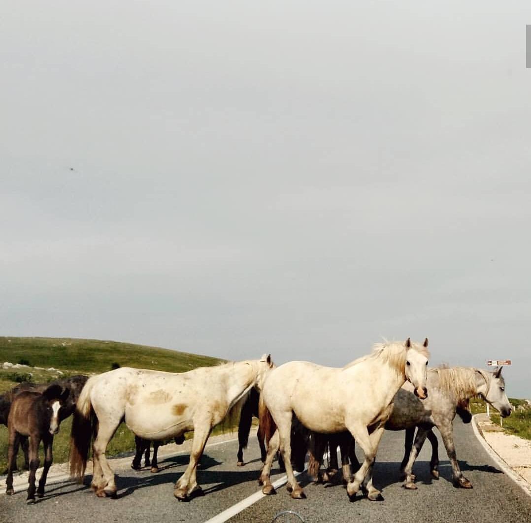I cavalli di Livno - Mario Jozić