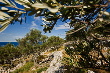 Unije, Croazia - Foto Ivo Danchev
