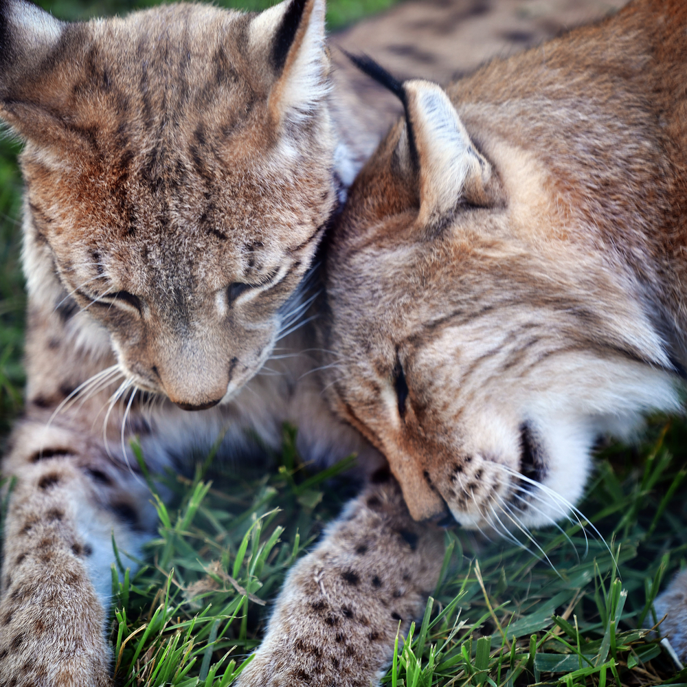 Lince dei Balcani - © Panagiotis Komninelis/Shutterstock