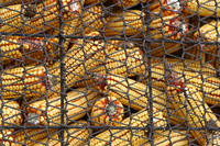 Mais (Foto Andrea Rossini) Mais (Foto Andrea Rossini)