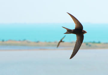 Rondone ©Dilomski/Shutterstock