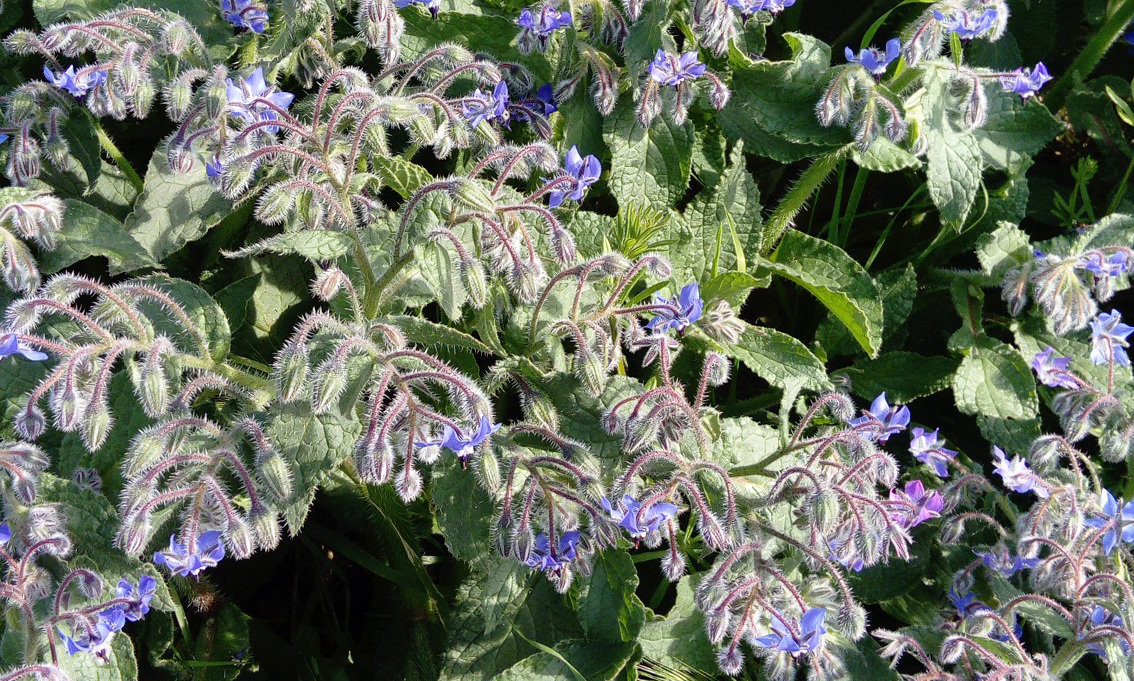 Sguardi-adriatici-Romagna-a-tavola