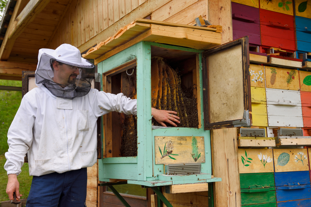 Slovenia-tra-api-e-miele