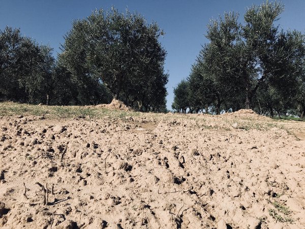 Uliveto di Arberia - foto di Maria Chiara Calvani Uliveto di Arberia - foto di Maria Chiara Calvani