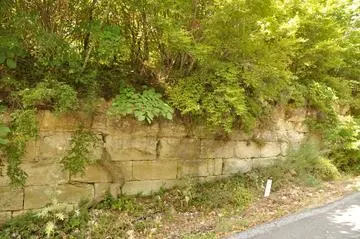 Una grossa radice fende la cortina del Vallum Anastasianum Una grossa radice fende la cortina del Vallum Anastasianum