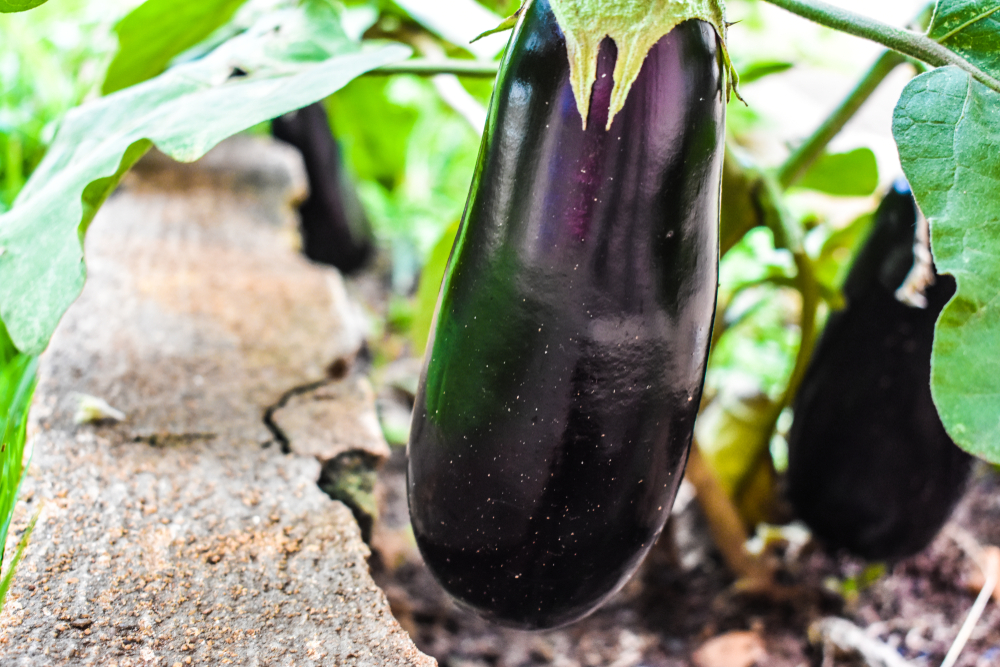 Venezia-legge-i-Balcani-le-melanzane-ed-i-peperoni-cornetto