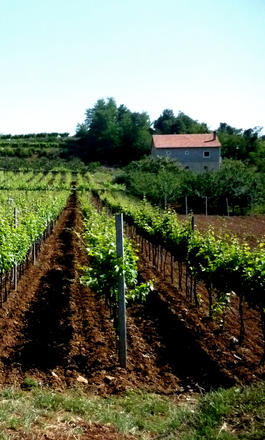 I vigneti della cooperativa Daorson