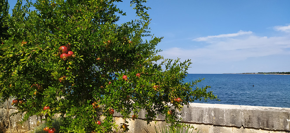 Melograno (Foto F. Fiori)