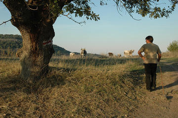 (Koen De Rijck/flickr)