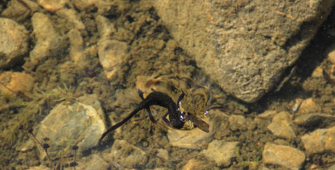 Peaks of the Balkans - foto di Tarcisio Deflorian