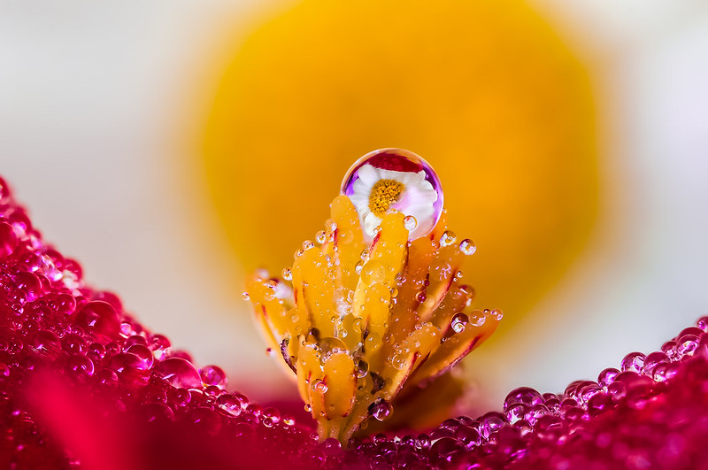 Assisted-reproduction-in-43-European-countries-not-for-all