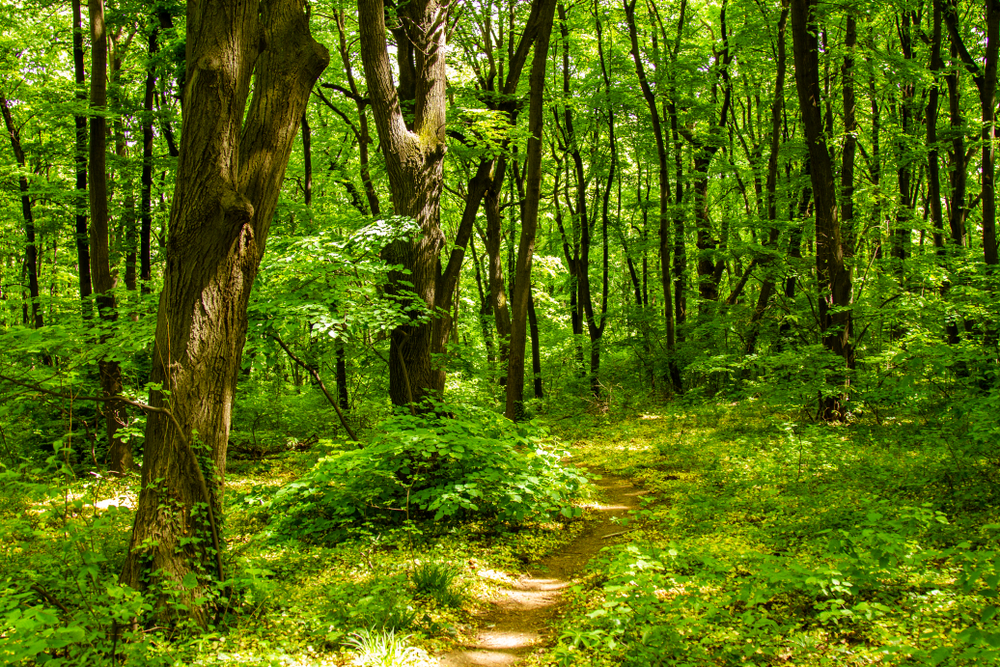 Battle-for-Kosutnjak-Belgrade-s-green-lung