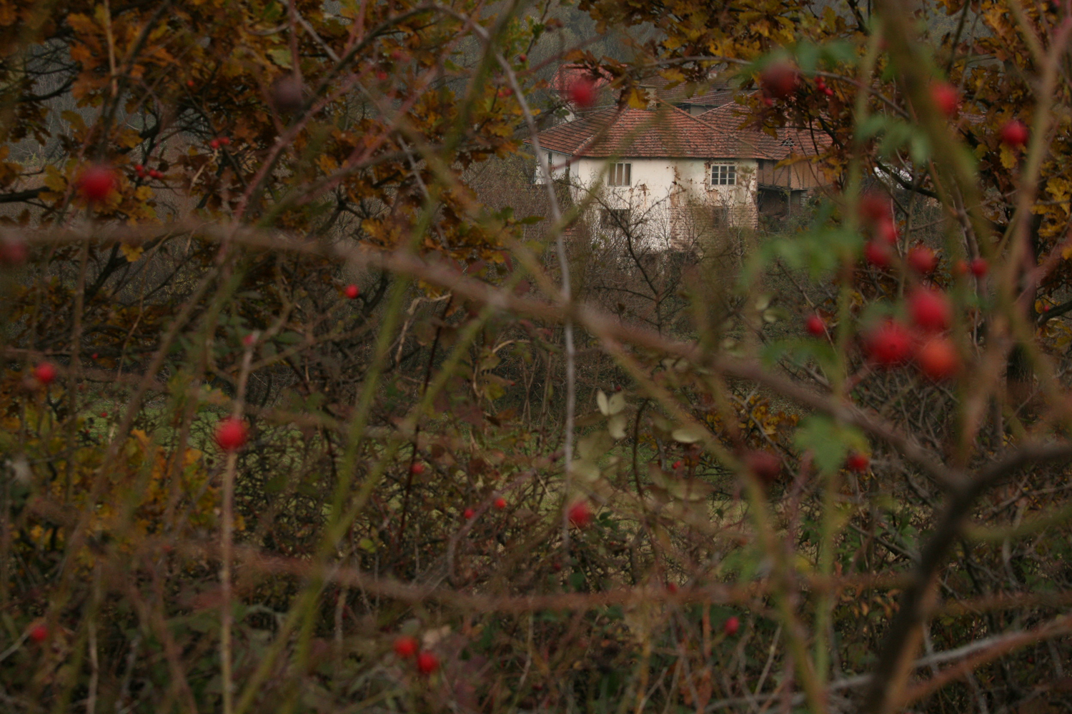 Gorna-Bela-Rechka10low