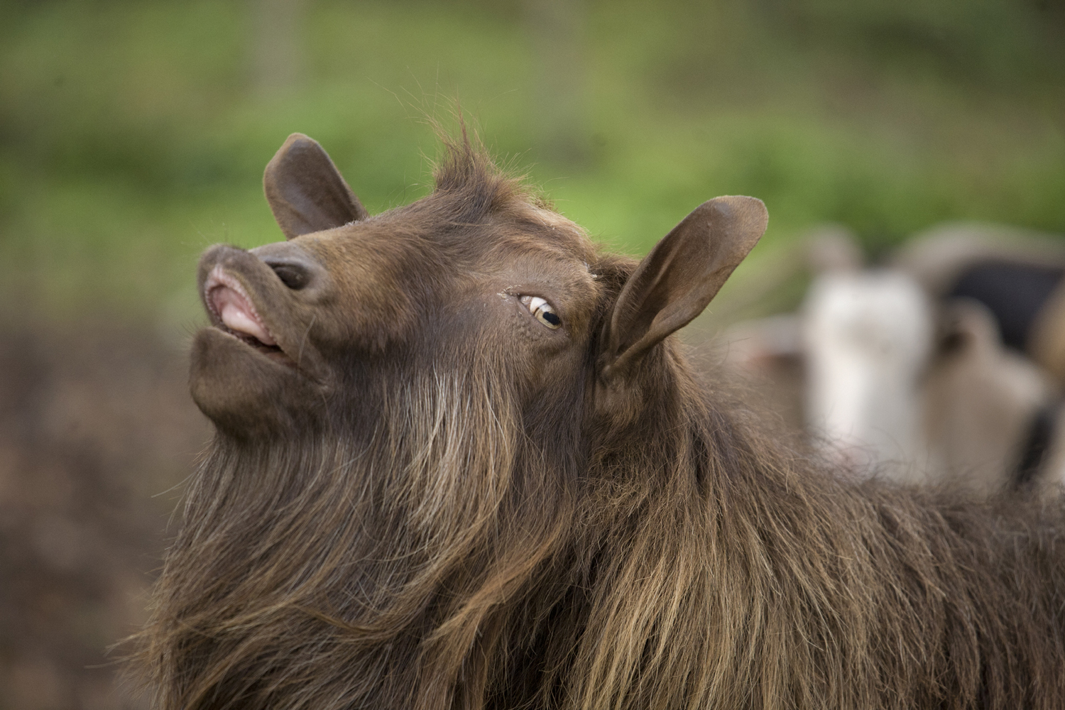 Gorna-Bela-Rechka11low