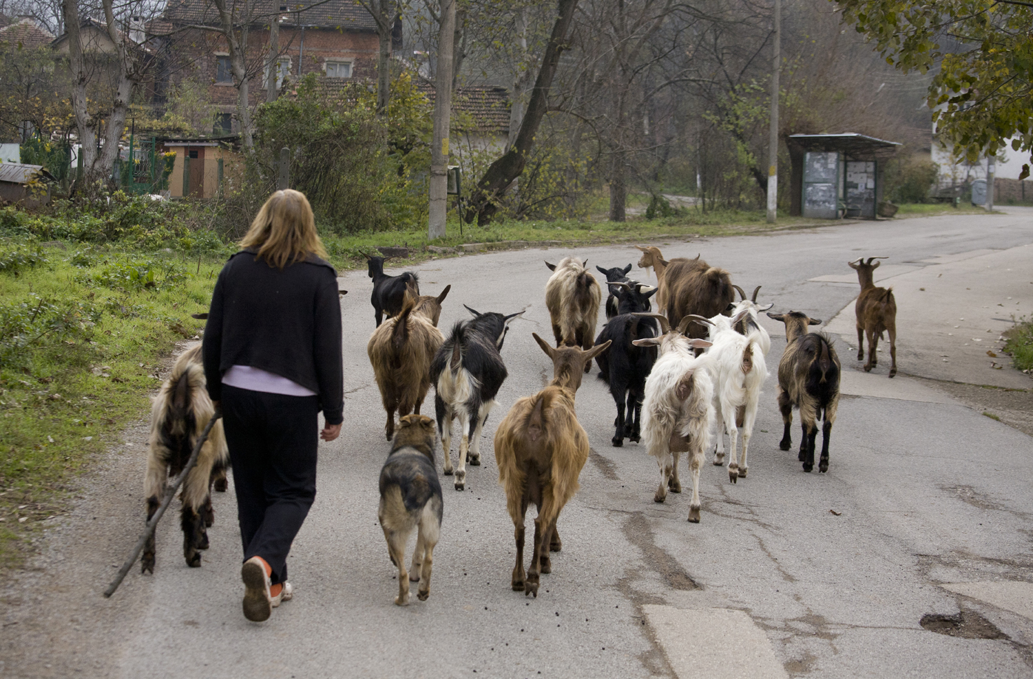 Gorna-Bela-Rechka14low