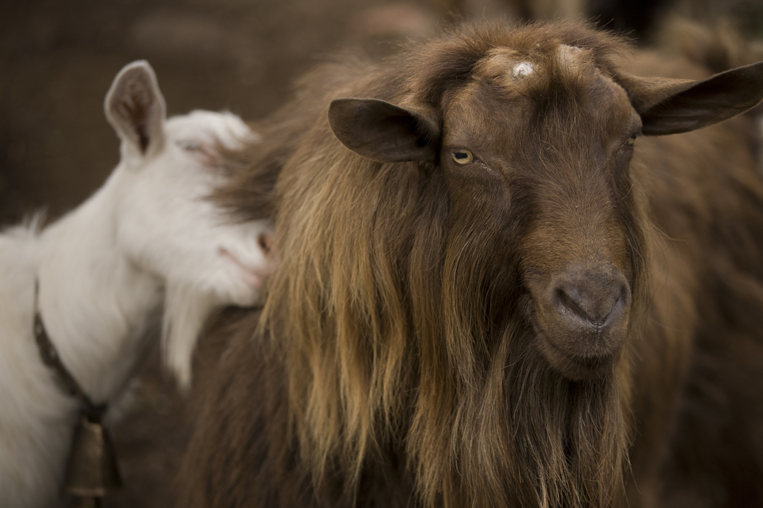 Gorna-Bela-Rechka24low