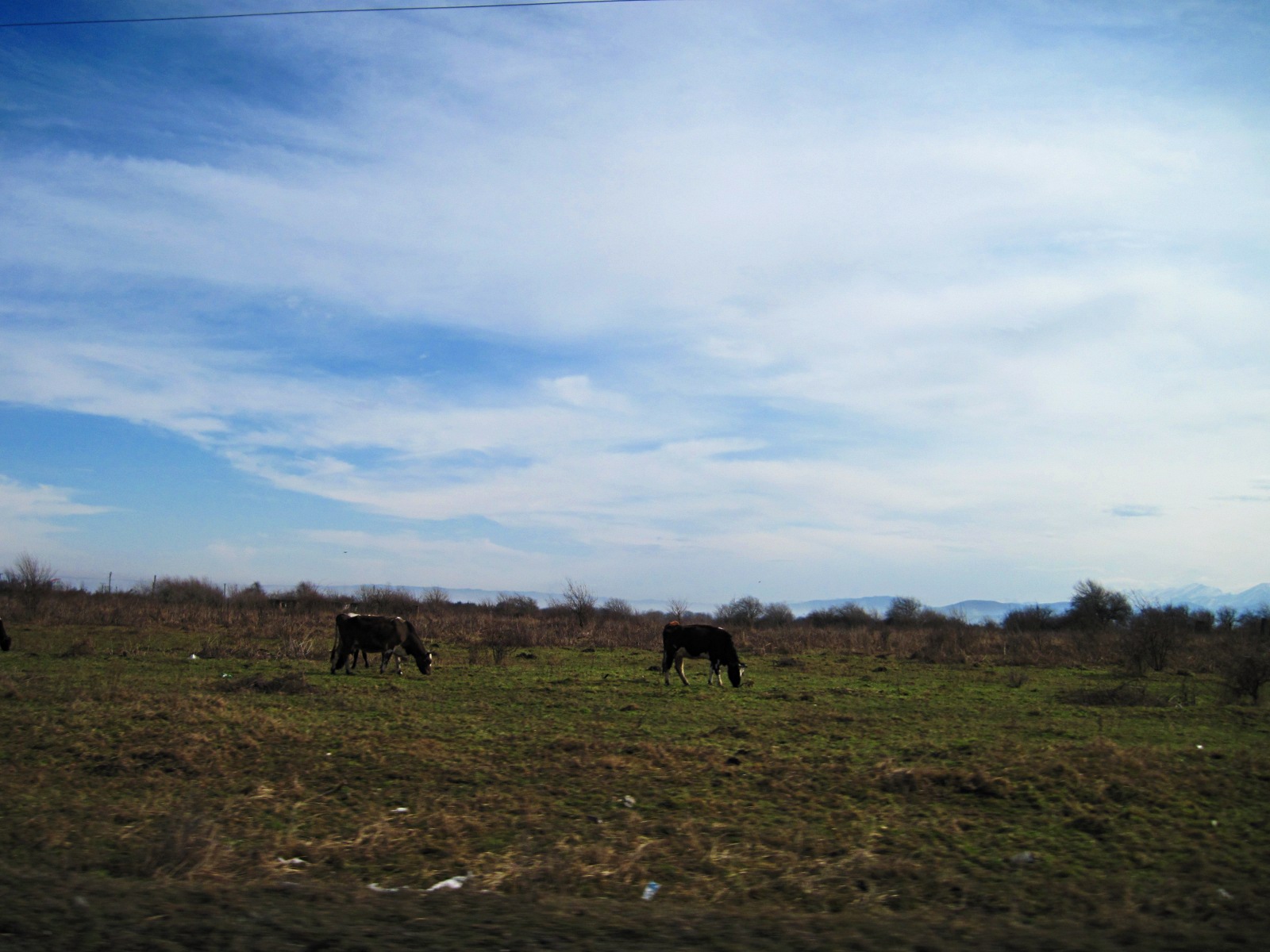 Mucche-al-pascolo-negli-ultimi-chilometri-di-pianura-prima-della-montagna