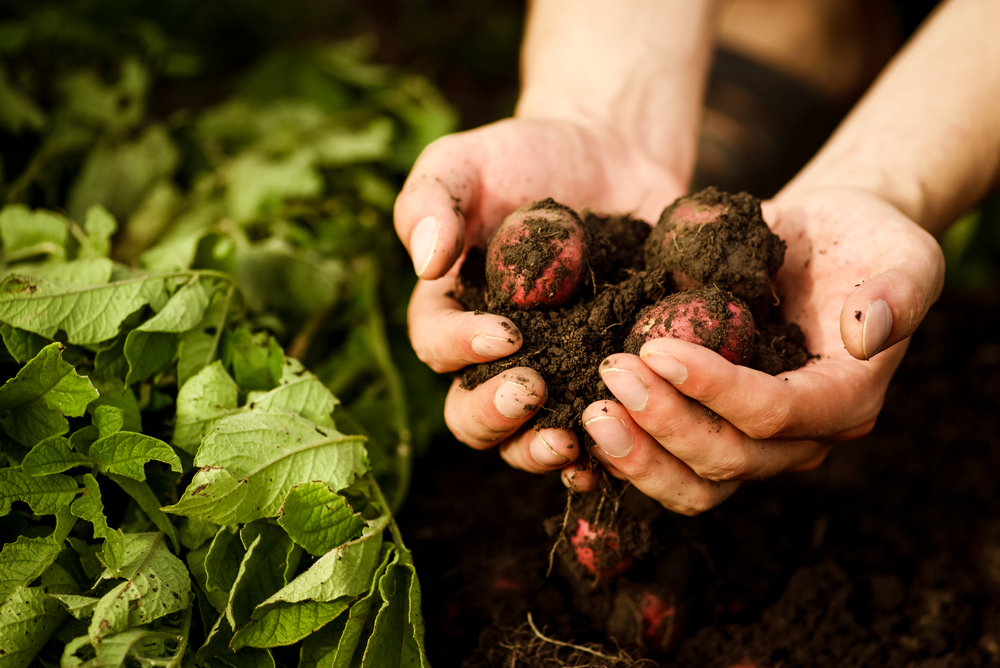 Organic-farming-in-Albania-a-still-unfullfilled-potential